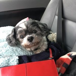 Meet your Posher's assistant - My Kid has Paws!